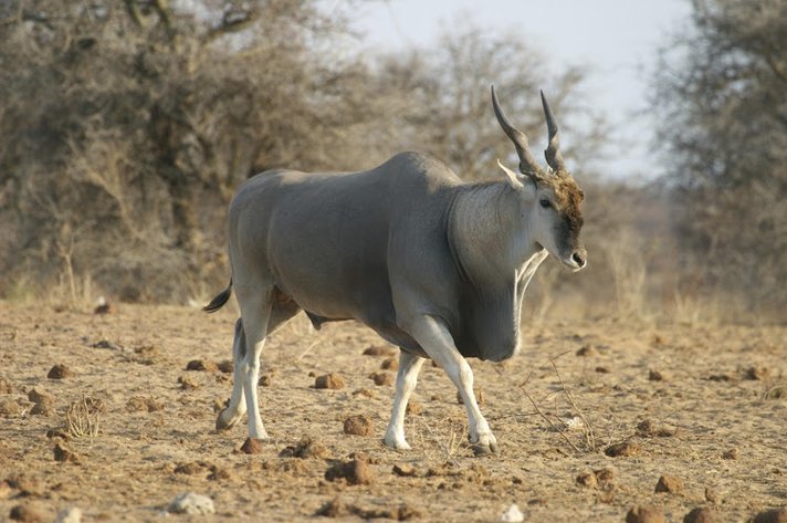 Image for ECPTA HUNTS 2020 - EXCESS HUNTING PACKAGES