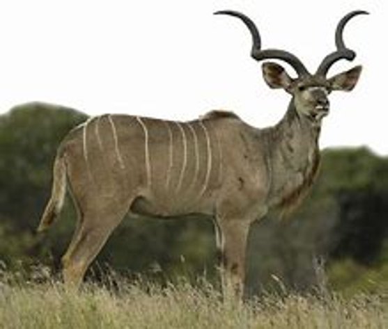 Image for ECPTA HUNTS 2020 - EXCESS HUNTING PACKAGES